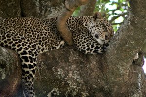 leopard sleeping in tree on photo safari in tanzania