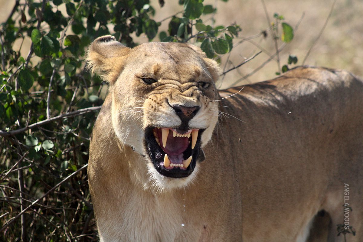 snarling lion in tanzania