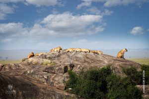 lions sleeping on kopje in serengeti tanzania