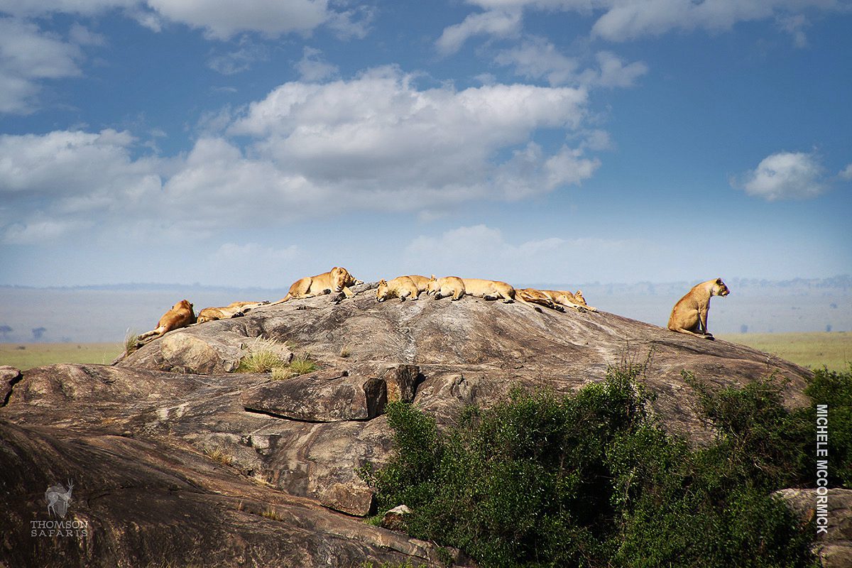 lions sleeping on kopje in serengeti tanzania