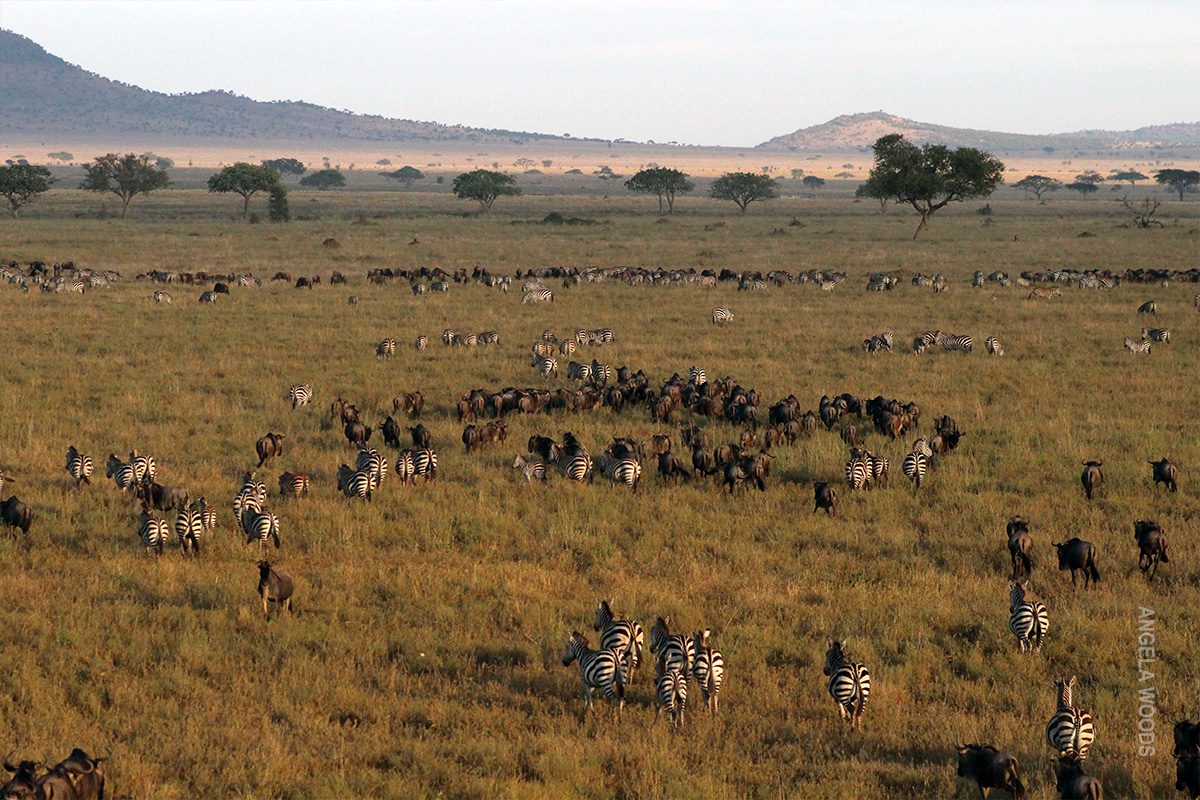 great migration of wildebeest and zebras spread out on the serengeti plains