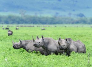 three rhinos in ngorongoro crater