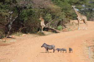 warthog family crossing road in serengeti