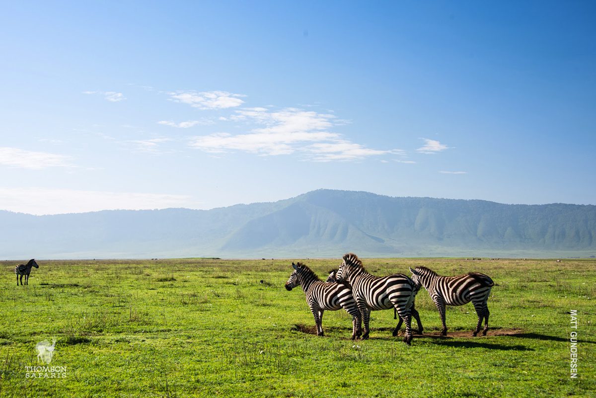 zebras in ngorongoro crater
