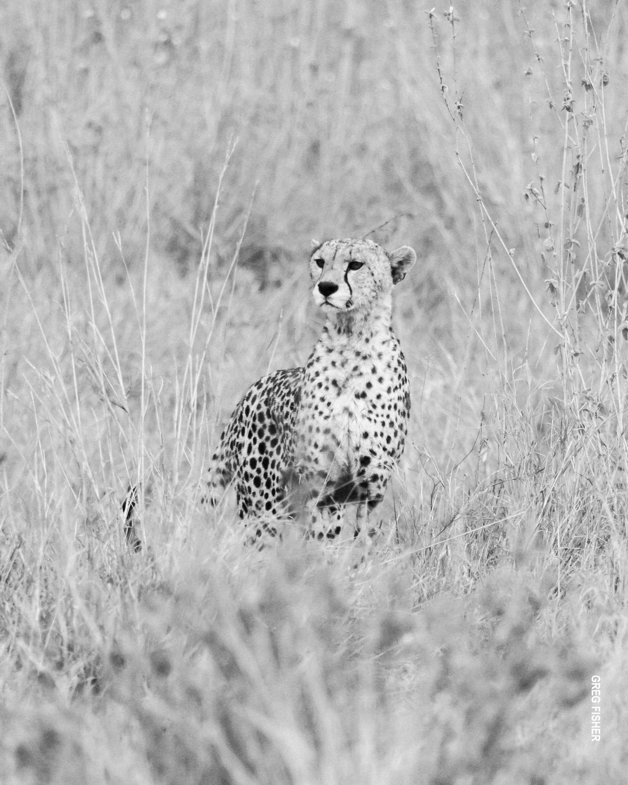 cheetah in black and white in tanzania