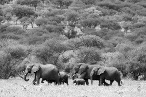 black and white photo of elephant herd in serengeti