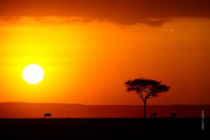 sunset in serengeti tanzania