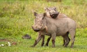 two warthogs at water hole