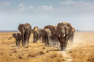 elephant matriarch leading herd