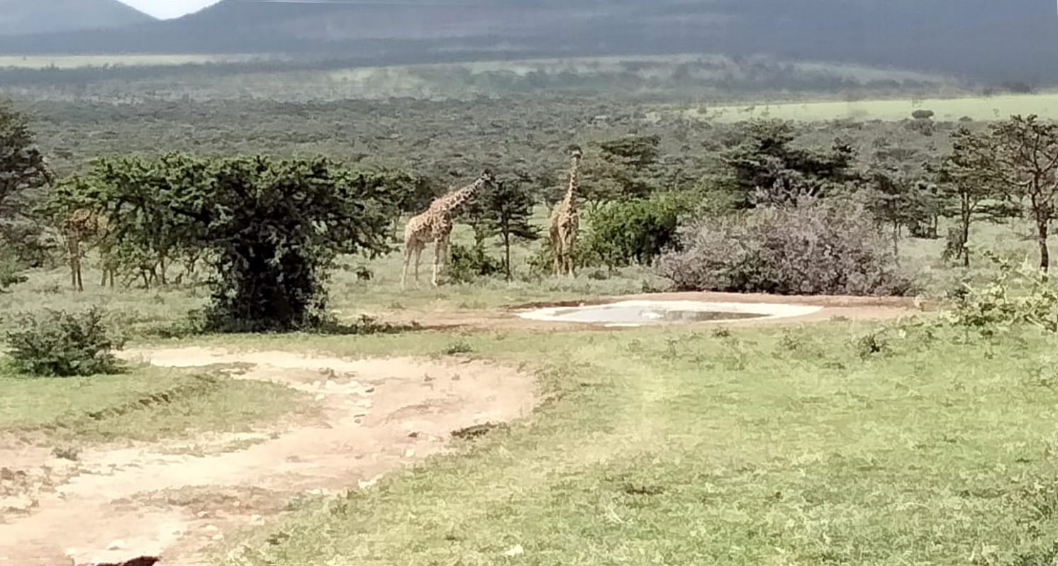giraffes visit waterhole