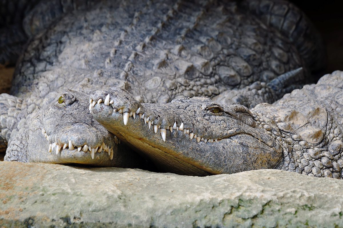 crocodiles kiss