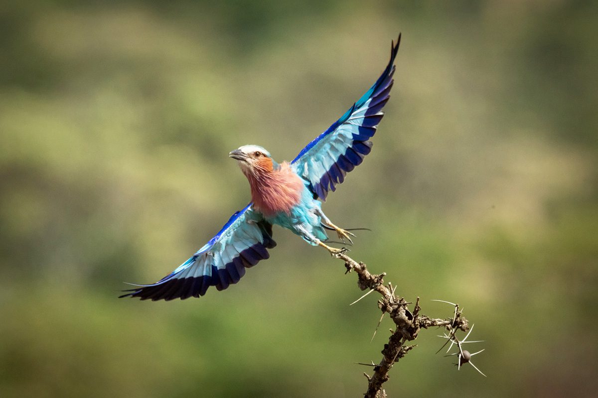 lilac breasted roller in flight