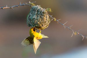 male masked weaver builds nest for mate