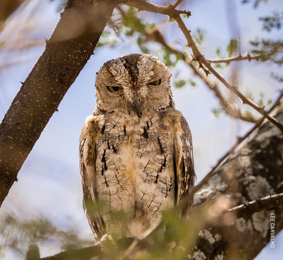 african scops owl in tanzania