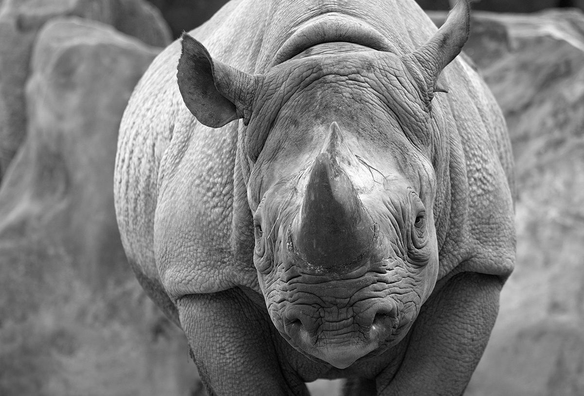 black rhino in black and white