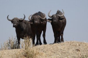 three african buffalo