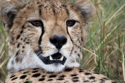 cheetah closeup in serengeti