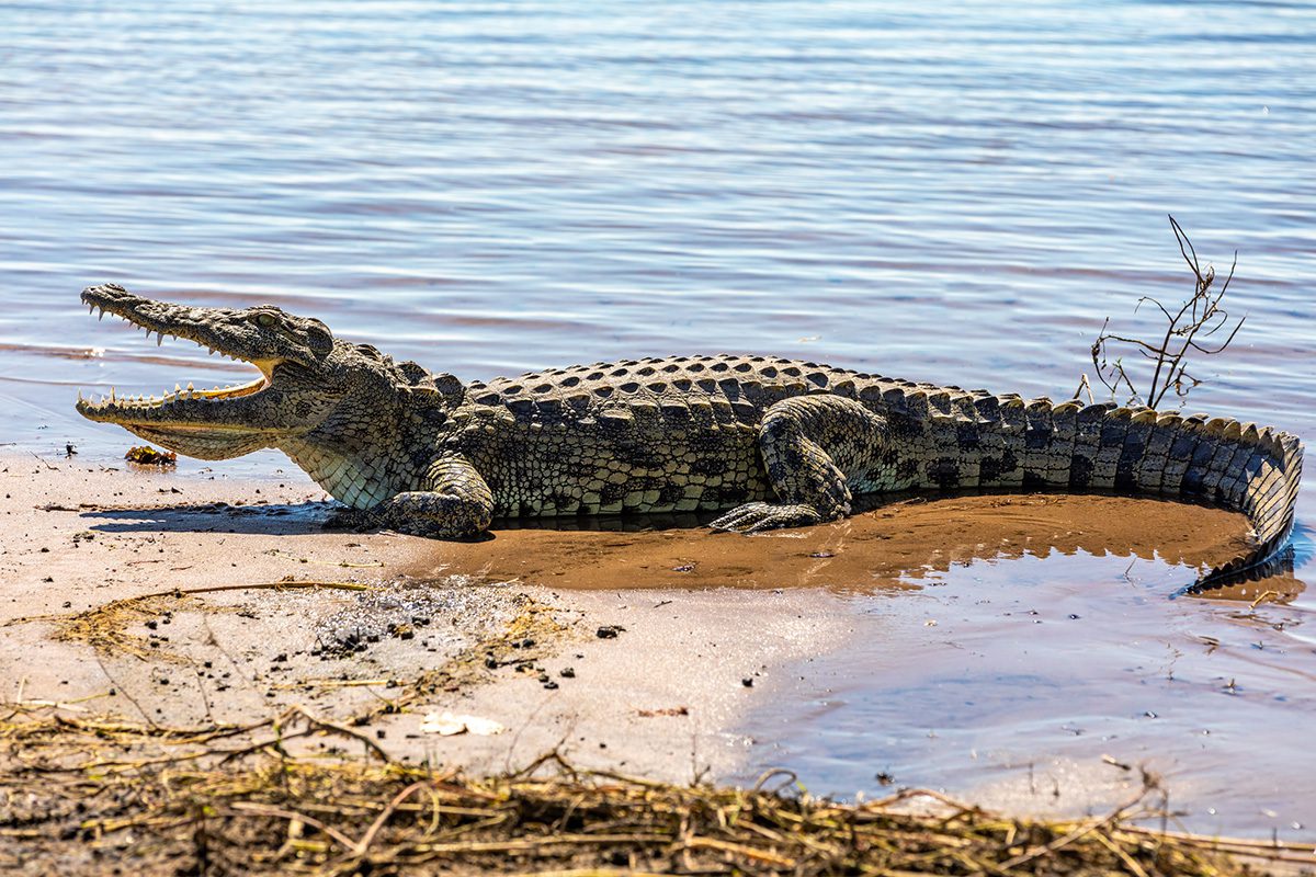 crocodile at river