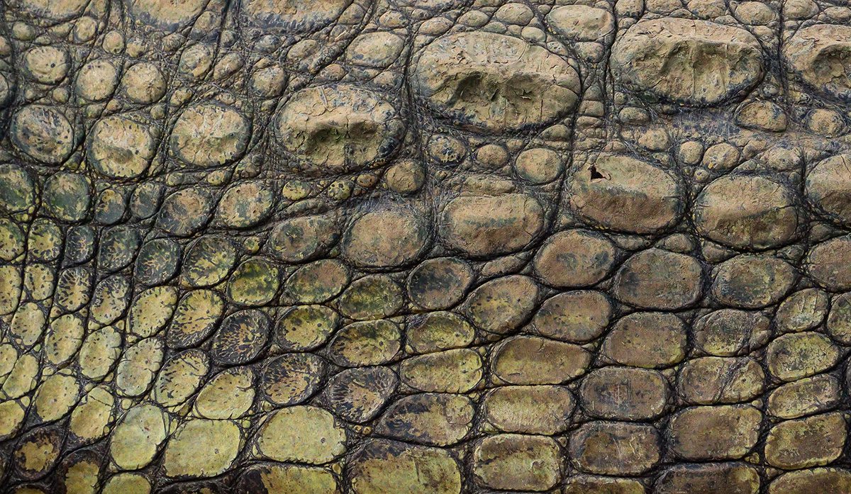 crocodile skin