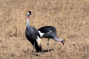 crowned cranes in ngorongoro crater