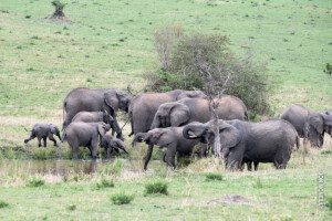 elephants at watering hole in serengeti