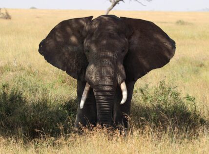 elephant in serengeti