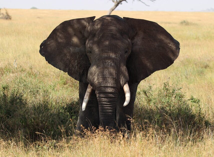 elephant in serengeti
