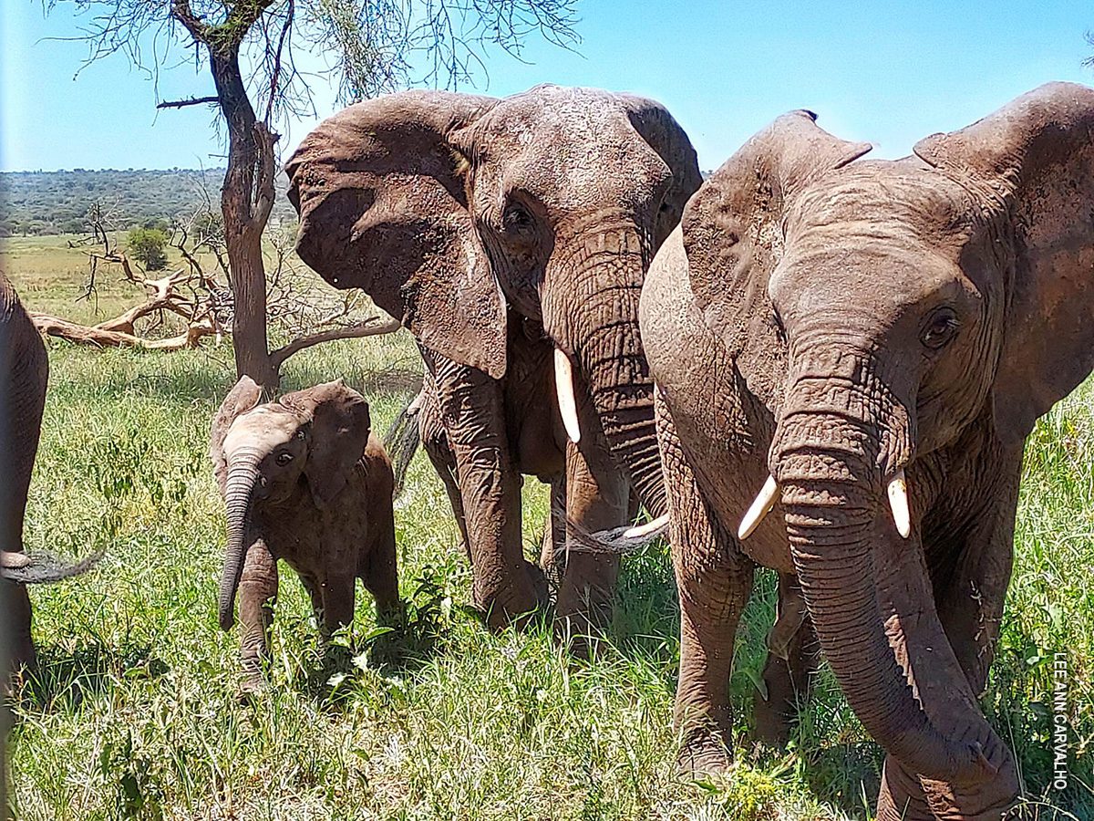 elephants with calf