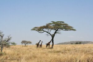 giraffes and acacia tree in serengeti tanzania