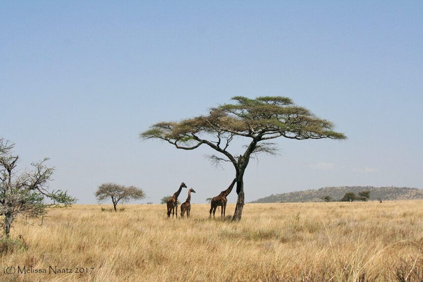 giraffes and acacia tree in serengeti tanzania