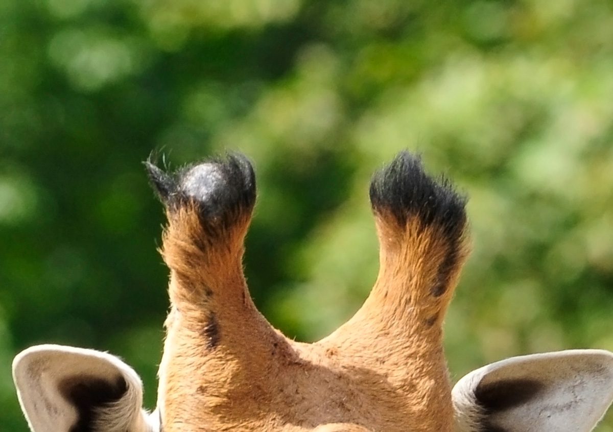giraffe horn closeup