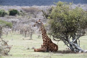 giraffe sitting in eastern serengeti