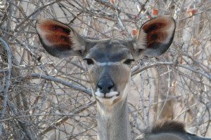 kudu antelope in ruaha