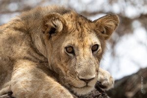 closeup of a lion cub