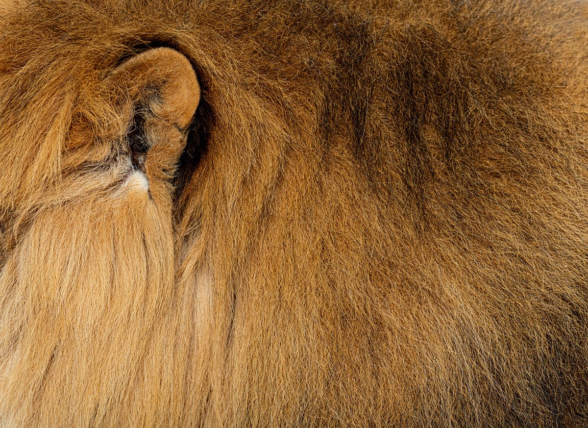 close up of lion mane