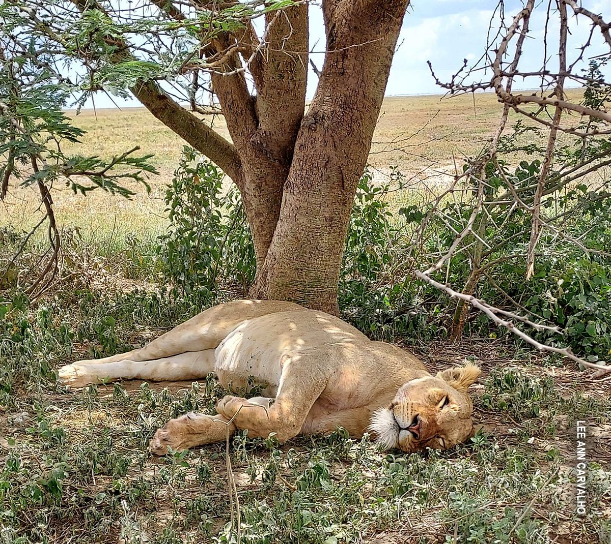 lion sleeping under tree in serengeti