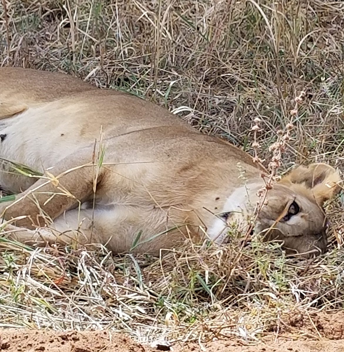 lion in grasses in serengeti