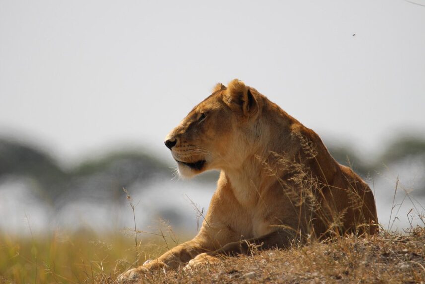 lion in serengeti