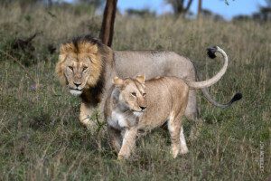 male and female lions