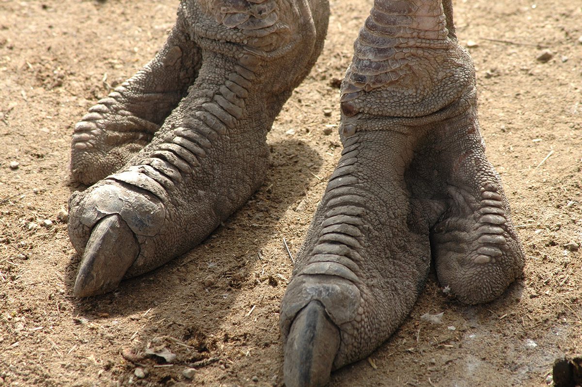 feet of an ostrich