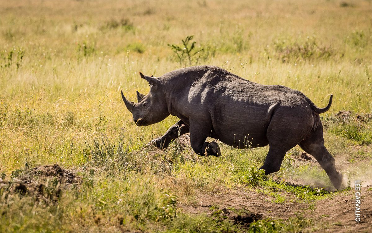 black rhino in tanzania