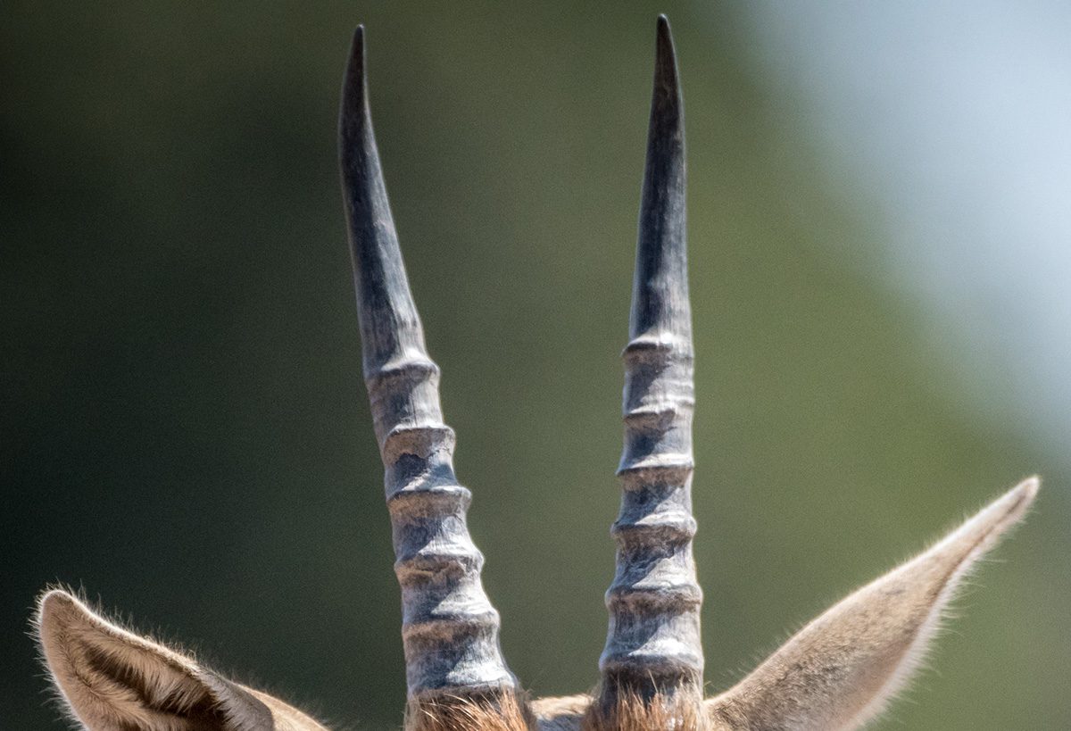 thomson gazelle horns detail