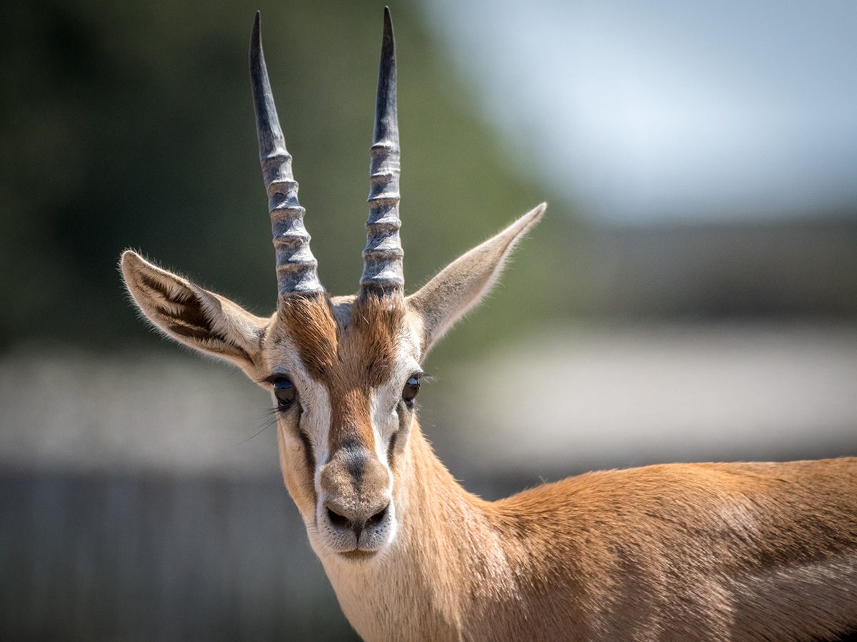 thomson gazelle