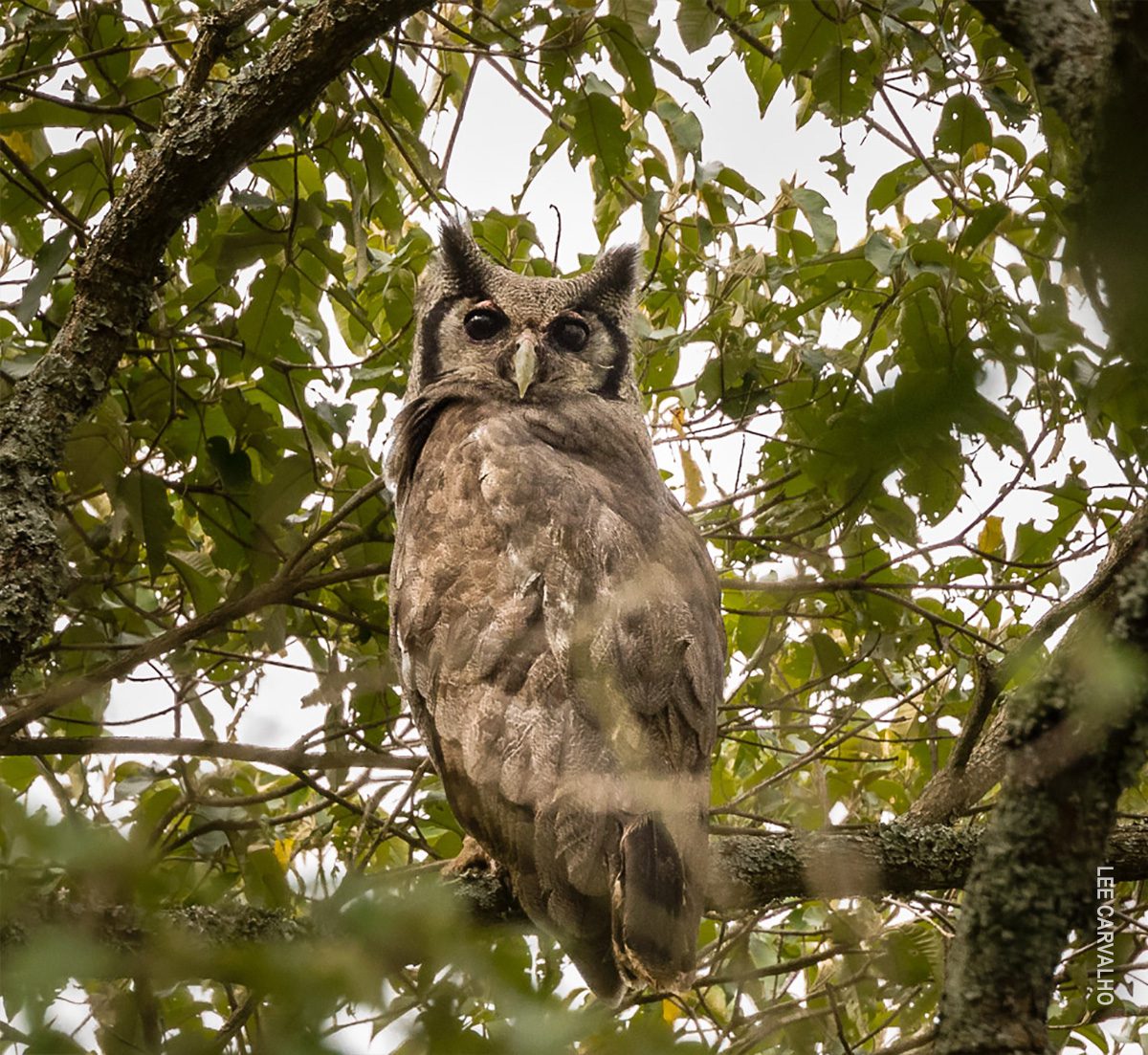 eagle owl in tree spotted on bird walk