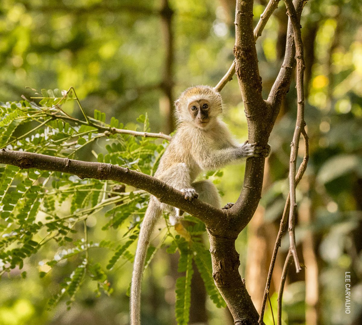 young vervet monkey in tree