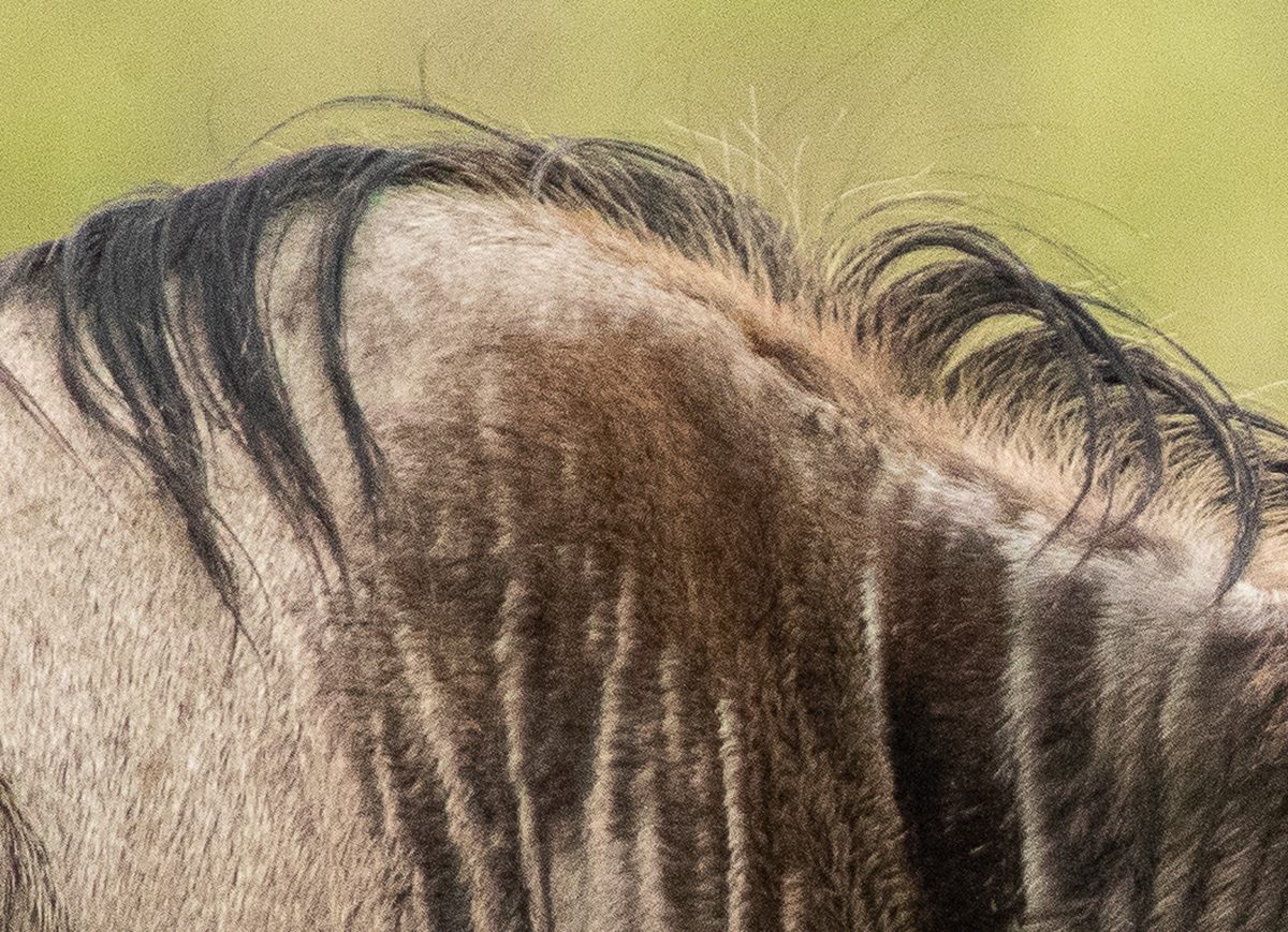 wildebeest closeup
