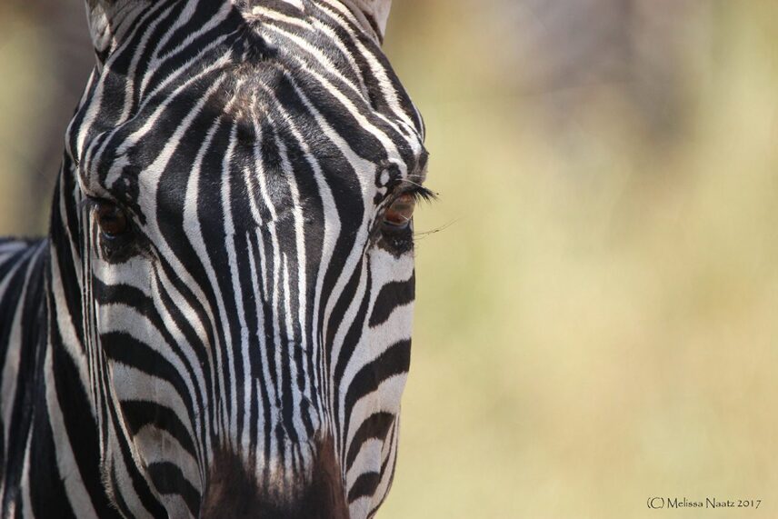 zebra closeup in serengeti