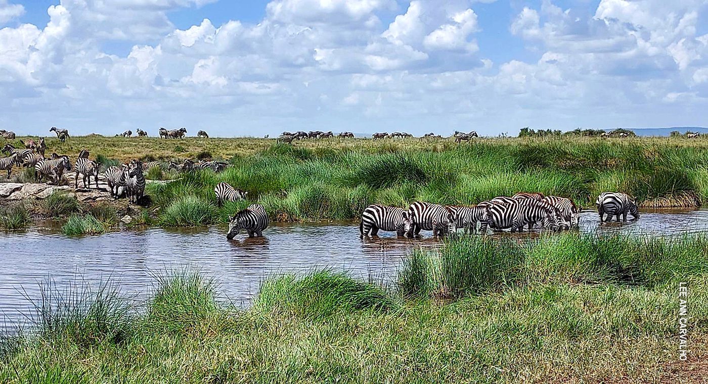 zebras at water hole in serengeti 