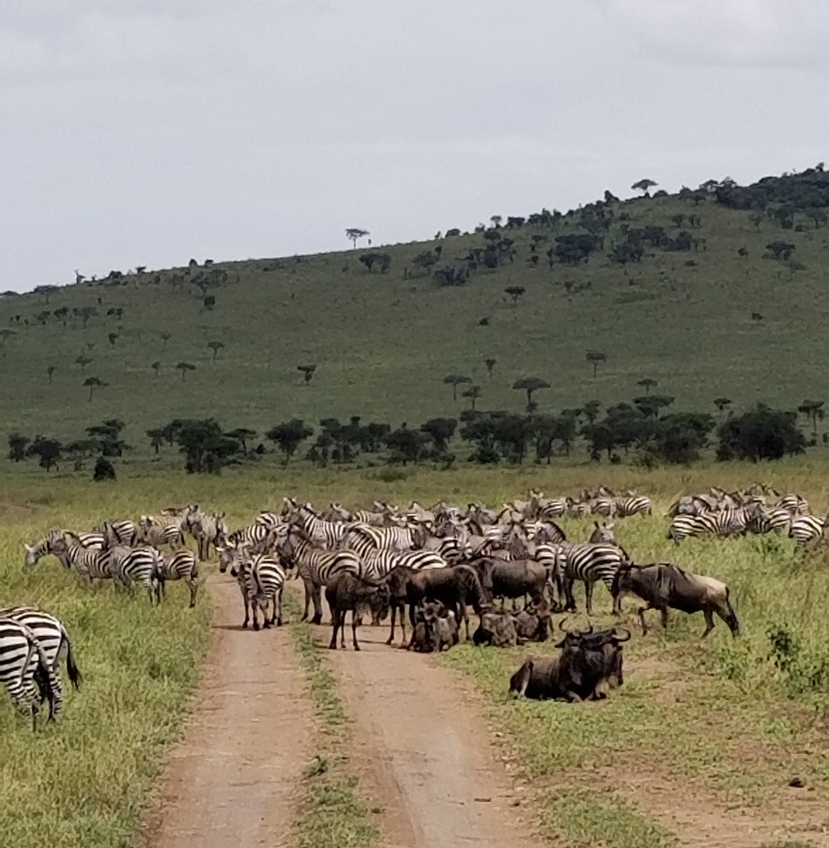 zebras and wildebeests in road in tanzania