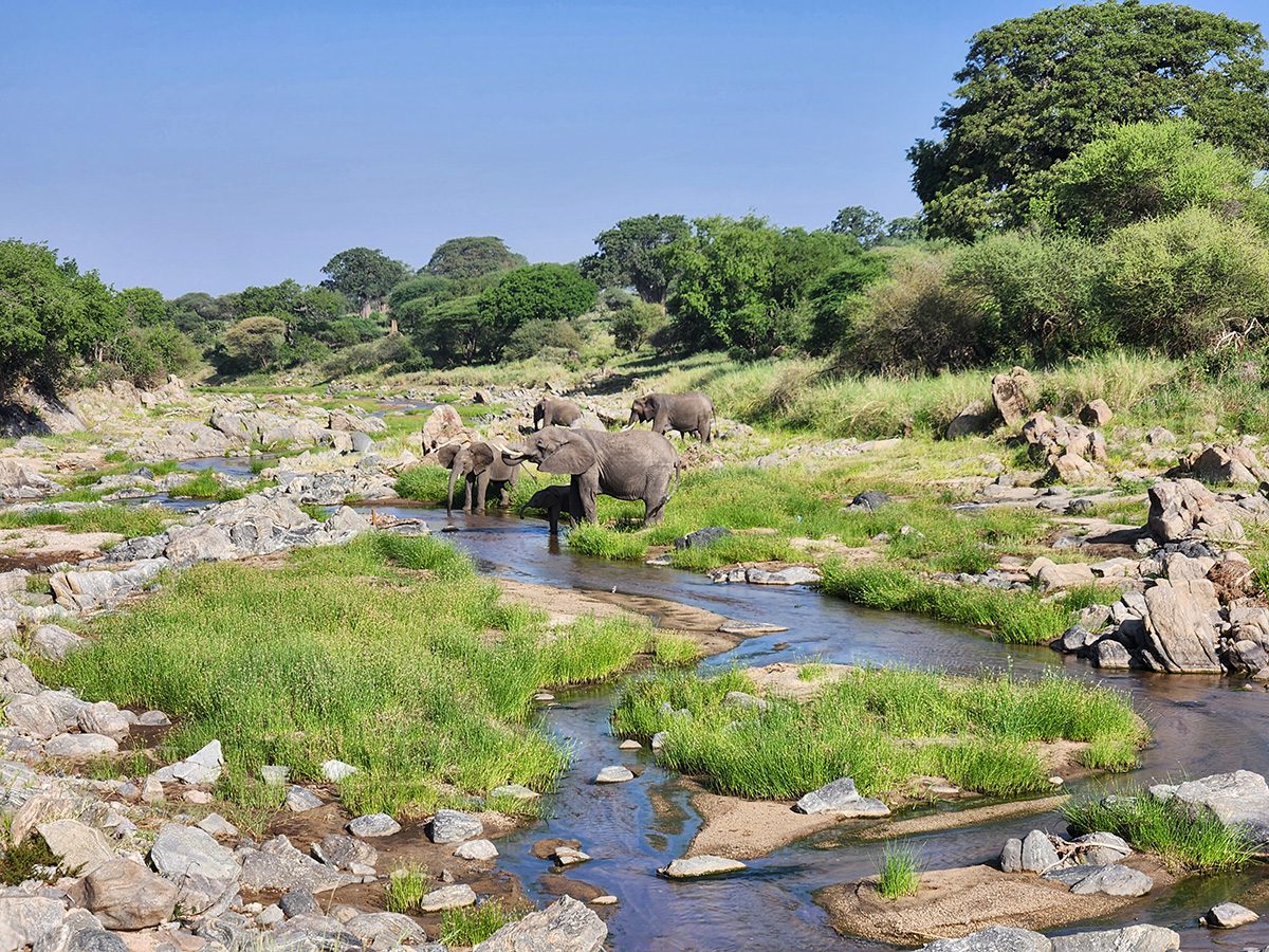 elephants drink at tarangire river